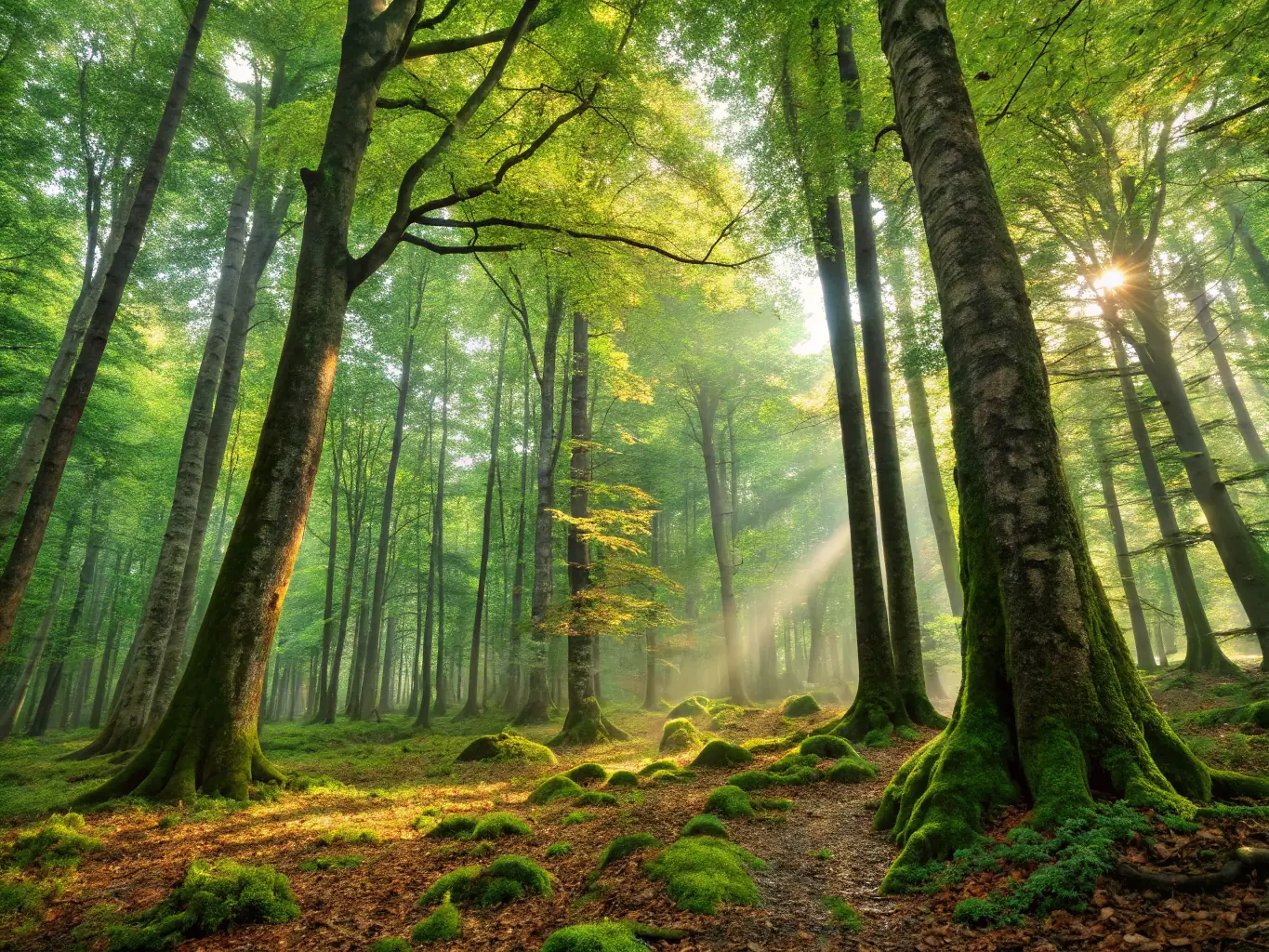 A diverse group of plants and animals in a rainforest, illustrating the interconnectedness of species and the role of biodiversity in maintaining ecological balance.